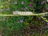 Chenille de Machaon