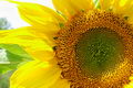 Tournesol