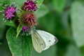 Papillon en foret de Montmorency
