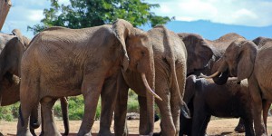 Troupeau d'éléphants à Tsavo est